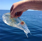 Strange transparent creatures found in New Zealand