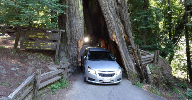 Strange tree trunks in California