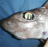 Strange, unprecedented sharks