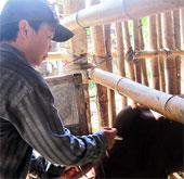 Strange virus attacks cattle in Quang Nam border