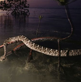 Strange way of storing 'seed' in female animals