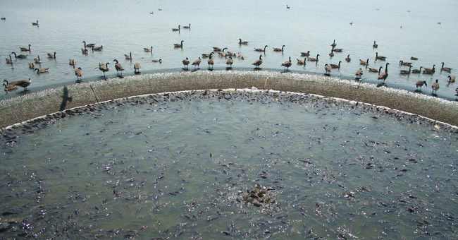 Strange where the ducks walk on their backs, they administer thousands of fish