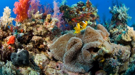 Strange wild creatures threaten the European sea