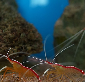 'Strange' work of doctor shrimp