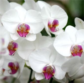 Strange world of orchids