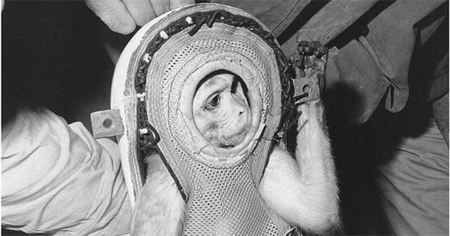 Strangely enough, the monkey flew into space, on returning, it also disturbed an American destroyer