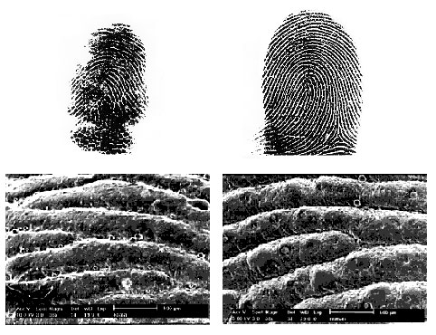 Strangely, fingerprints are like humans