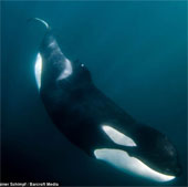 Strangely, killer whales make a living for handicapped children