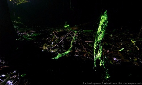 Strangely, luminescent mushrooms grow on the bark, making the whole forest glow