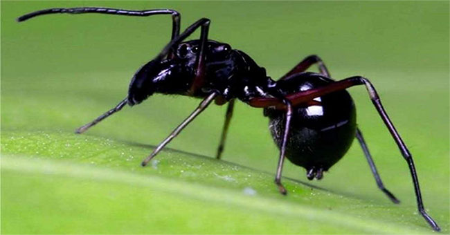 Strangely, spiders breed babies by ... milk