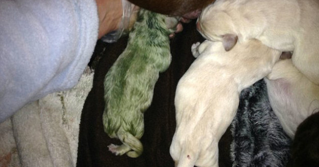 Strangely the dog was born with incredible blue fur