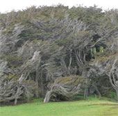 Strangely, the land of trees tilted like waves