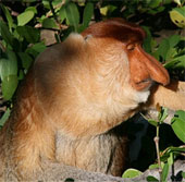 Strangely the monkey has a long nose and mimics like a cow