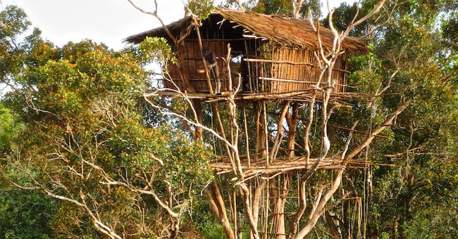 Strangely the only tribe does not live on the ground
