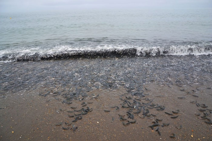 Strangely, the phenomenon of Egg fish washed ashore at Kamchatka