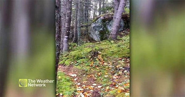 Strangely the phenomenon of 'the forest knows how to breathe' in Canada