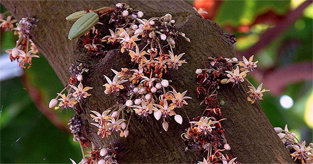 Strangely, the plants 'rain' are both sweet and fragrant