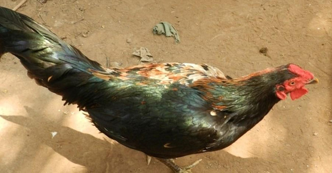 Strangely the rooster had a