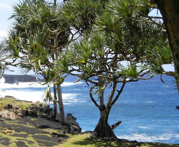 Strangely, the tree grows only on land with diamonds