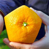 Strangely, there are incomparable pentagonal oranges