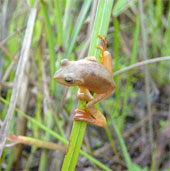 Strangely, Vietnamese frogs suddenly change color when mating