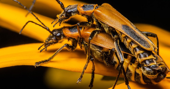 Strangely, Zombie beetles have behaviors that are