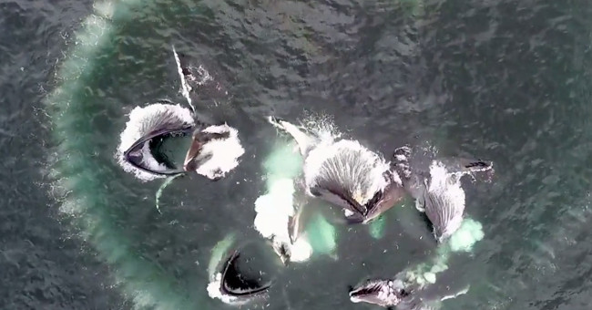 Strategy to encircle prey with whale's bubble nets