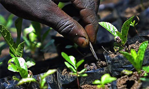 Strategy to reduce greenhouse effect
