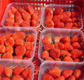 Strawberry planting technology harvested all year round