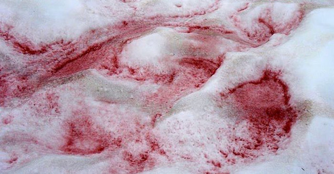'Strawberry snow' - Nice is beautiful but equally harmful