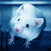 Stress hormones alter brain tissue in mice