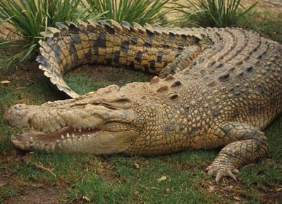 Stressed crocodiles and ... hunger strikes