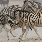 Striped on his zebra is decoded