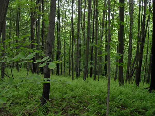 Striving to increase forest coverage to 45% by 2020