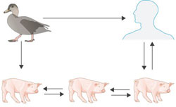 Strong swine influenza virus toxicity when transmitted to humans