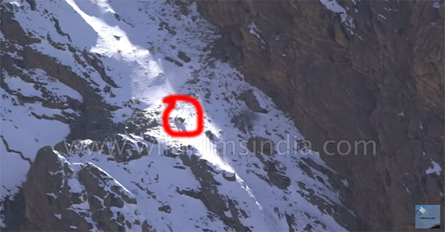 Struck with sheep and snow from a cliff 100 meters high