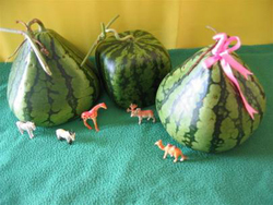 Student boy and watermelon ... pyramid