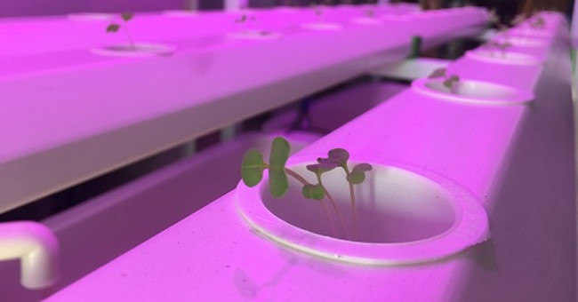 Students bring smart agriculture out ... island