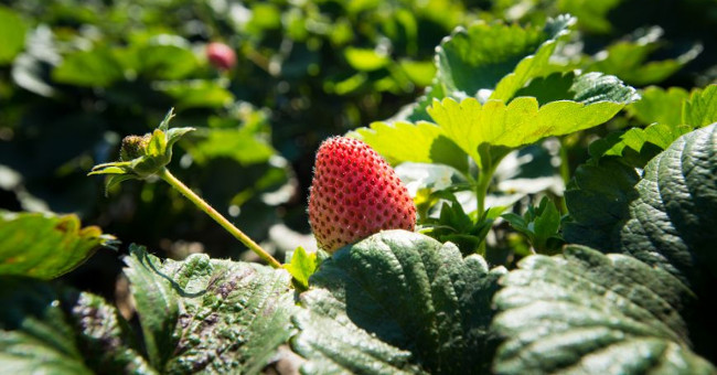 Students create equipment to grow all kinds of plants in space
