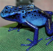 Students create 'killer frogs' in the laboratory