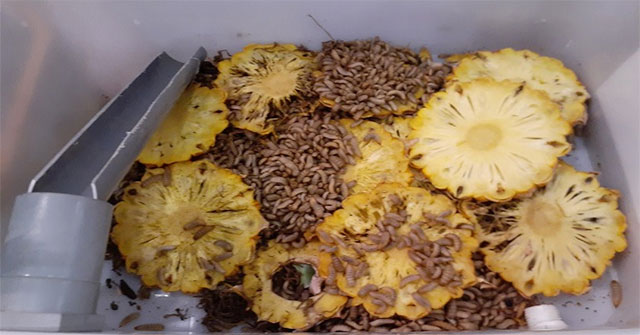 Students raise strange flies to make them 'eat' garbage