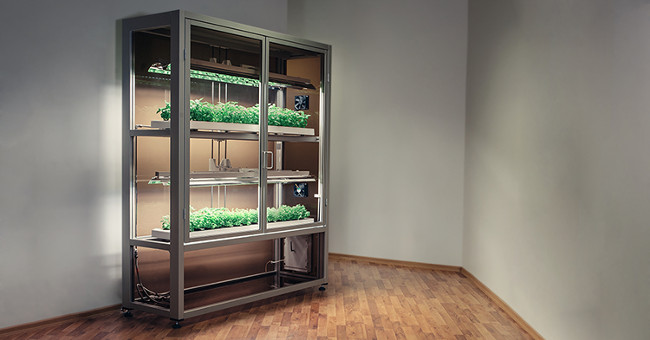 Students with a vegetable planting project do not need soil