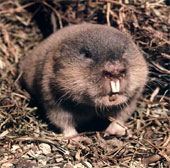Study against the harmful effects of dust and smoke from hamsters