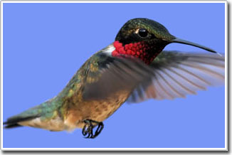 Study bird brain to solve questions about speaking ability