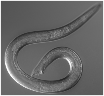 Study bloodless worms to treat iron deficiency