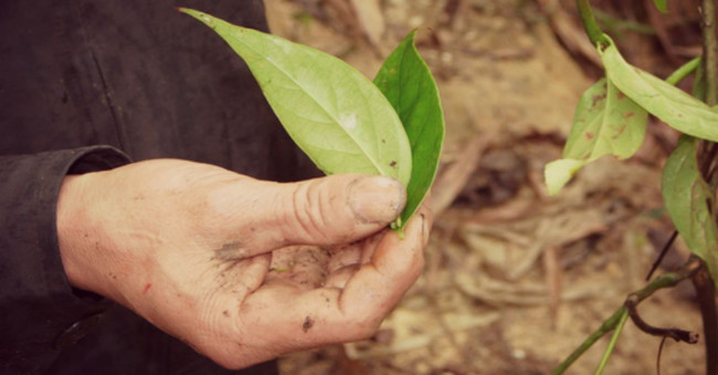 Study detoxifying leaves of cheek fingers