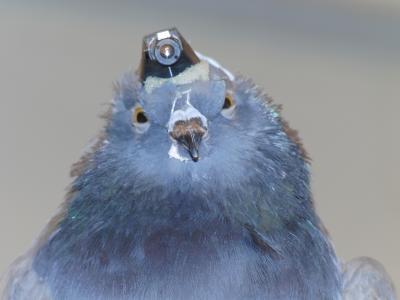 Study flying birds to make robot pilots