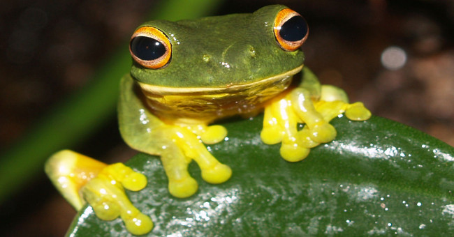 Study frog's saliva to create new glue