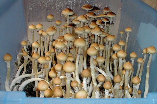 Study hallucinogenic fungi to treat depression
