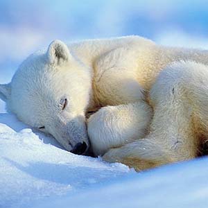 Study hibernating bears to save people